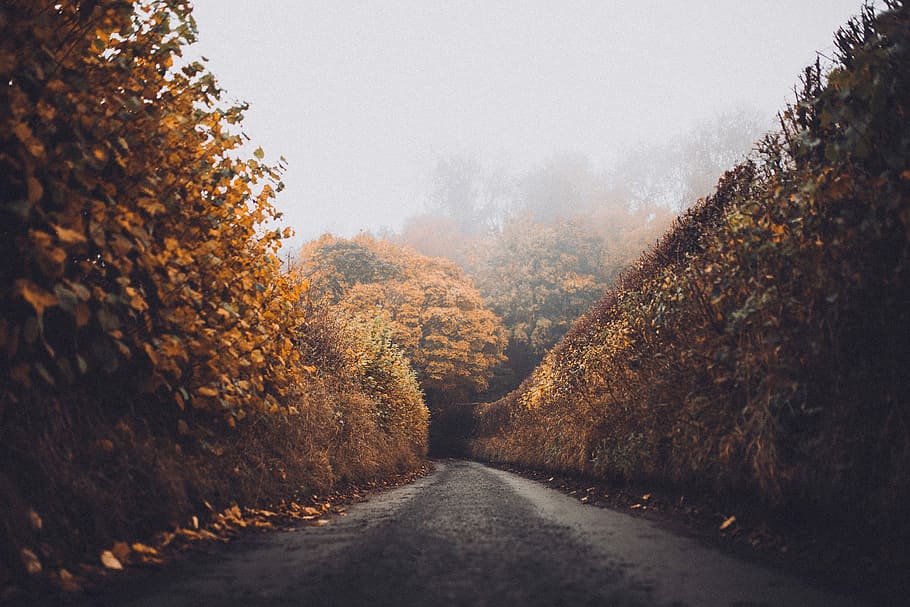 concret, carretera, arbres, tardor, fulles, troncs, caure, Camí, bosc, camp, pedra, boira, caminar, carril, tress, cel nebulós, carretera nacional, carretera sinuosa, taronja, arbre, planta, tranquil·litat, el camí a seguir, cap gent, direcció, naturalesa, transport, escenics - natura, bellesa a la natura, escena tranquil·la, paisatge, perspectiva decreixent, cel, terra, sendera, canvi, treelined, col·lecció de tardor, 5K
