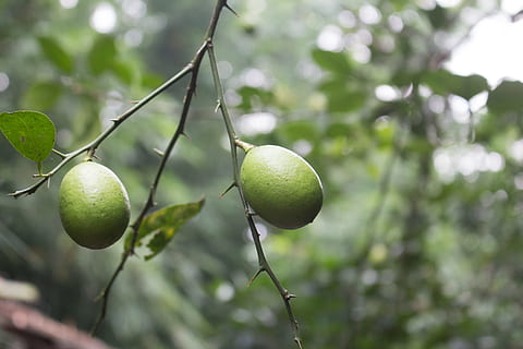 Natur, Baum, Obst, Zitrone, Limette, Zitronenbaum, organisch, Lebensmittel, Pflanze, Essen und Trinken, gesundes Essen, grüne Farbe, Wachstum, Frische, Fokus auf den Vordergrund, Ast, Tag, Nahansicht, Obstbaum, Blatt, Pflanzenteil, keine Leute, Wohlbefinden, draußen, reif, 5K, CC0, gemeinfrei, lizenzfrei