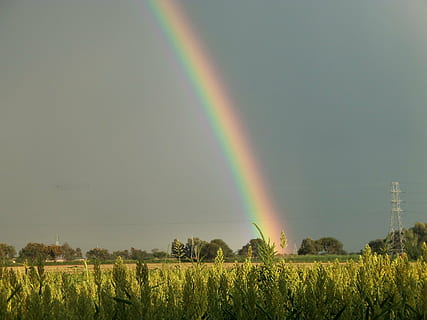 pole, pochmurny, tęcza, drzewa, rośliny, zabarwienie, niebo, deszcz, sorgo, prace ogrodowe, woda, czerwony, niebieski, żółty, Zielony, kolorowy, naturalny, lato, krajobraz, Natura, szkocja, pokój, piękny, piękno natury, scenics - natura, spokojna scena, roślina, spokój, środowisko, wylądować, idylliczny, drzewo, podwójna tęcza, wzrost, scena pozamiejska, scena wiejska, żadnych ludzi, na dworze, 2K, CC0, domena publiczna, darmowe zdjęcia