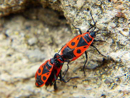 bug di fuoco, insetto, Pyrrhocoris, apterus, scarabeo di maschere rosse e nere, accoppiamento, terzetto, riproduzione, vicino, collegato, temi animali, fauna selvatica, animale, un animale, animali allo stato selvatico, invertebrato, colore arancione, giorno, avvicinamento, solido, roccia, natura, all'aperto, roccia - oggetto, nessuno, segni di animali, scarafaggio, concentrarsi sulle conoscenze acquisite, parte del corpo animale, farfalla - insetto, 4K, CC0, dominio pubblico, privo di copyright