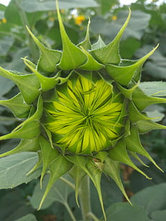 foto, verd, insecte, posat, gira-sol unbloomed, color verd, creixement, planta, primer pla, full, part de la planta, bellesa a la natura, naturalesa, cap gent, dia, centrar-se en primer pla, frescor, flor, a l'aire lliure, patró natural, fragilitat, vulnerabilitat, enfocament selectiu, planta amb flors, cap de flor, sepal, 4K, CC0, domini públic, lliure de regalies