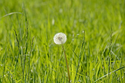 dente di leone, api, primavera, fiore, prato, pianta, erba, natura, colore verde, nessuno, campo, crescita, avvicinamento, terra, bellezza nella natura, freschezza, giorno, ambiente, all'aperto, luce del sole, fragilità, vulnerabilità, la tranquillità, messa a fuoco selettiva, 4K, CC0, dominio pubblico, privo di copyright