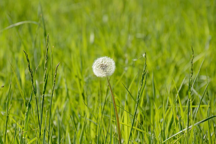 dente di leone, api, primavera, fiore, prato, pianta, erba, natura, colore verde, nessuno, campo, crescita, avvicinamento, terra, bellezza nella natura, freschezza, giorno, ambiente, all'aperto, luce del sole, fragilità, vulnerabilità, la tranquillità, messa a fuoco selettiva, 4K