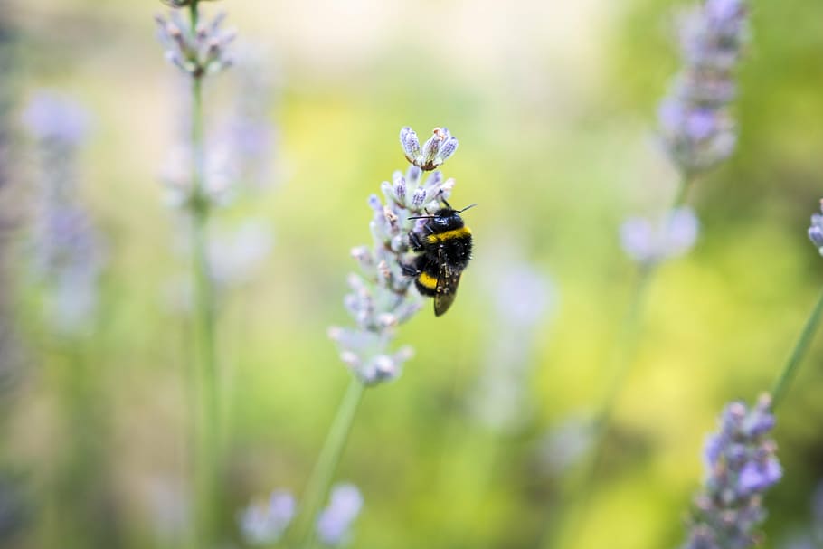 HUMMEL, ดอกไม้, แมลง, ปิด, สัตว์ที่ไม่มีกระดูกสันหลัง, ไม้ดอก, สัตว์, ธีมสัตว์, สัตว์ในป่า, สัตว์หนึ่งตัว, ผึ้ง, ปลูก, ความบอบบาง, ความงามในธรรมชาติ, ความสด, สัตว์ป่า, ความอ่อนแอ, การเจริญเติบโต, ใกล้ชิด, การผสมเกสรดอกไม้, กลีบดอกไม้, หัวดอกไม้, สีม่วง, ไม่มีคน, ช่อลาเวนเดอร์, bumblebee, 5K