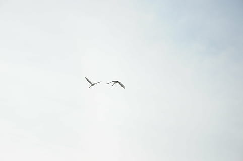 cignes, cel, núvols, vol, ocells, volar, blau, naturalesa, cel cobert, blanc, dos, parell, animal, temes d'animals, vertebrats, volant, fauna animal, animals a la natura, vista d’angle baix, ocell, un animal, a l'aire, cap gent, ales separades, dia, còpia espai, a l'aire lliure, cel clar, moviment, llibertat, 4K, CC0, domini públic, lliure de regalies