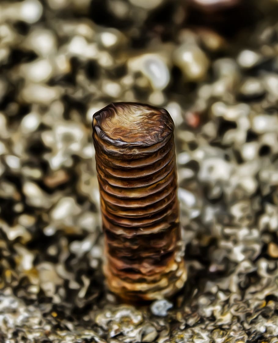 fil, pin, inoxidable, ferro, vell, cargol, metall, cap gent, primer pla, natura morta, marró, patró, dia, shell, centrar-se en primer pla, gran grup d'objectes, textura, enfocament selectiu, naturalesa, animal, espiral, closca d’animals, a l'interior, fauna animal, abundància, 1080P