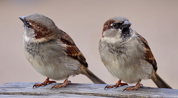 two, brown-and-gray, feathered, birds, sparrows, pair, plumage, bill, animal world, couple, feather, bird, nature, sperling, curious, watch, direction, perspective, different, mood, spring dress, image editing, composing, the cheeky sparrow, vertebrate, animal wildlife, group of animals, two animals, animals in the wild, full length, close-up, love, togetherness, outdoors, focus on foreground, perching, positive emotion, day, people, care, 5K, CC0, public domain, royalty free