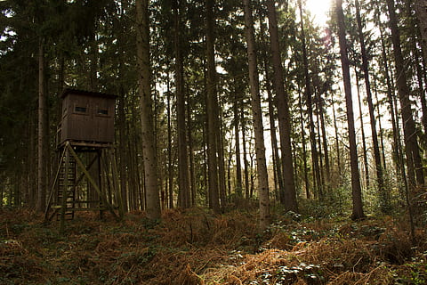 Wald, Jäger, Hütte, Wälder, Jagd, Jäger war, Freude, jagen, Holz, Natur, Barsch, Landschaft, schießen, Gewehr, Bäume, Weg, Waldweg, Wanderung, Jagdsitz, Jägersitz, kann, kann wandern, gehen, Sonne, Herbst, Baum, Pflanze, Land, Ruhe, Baumstamm, Kofferraum, Schönheit in der Natur, ruhige Szene, Tag, keine Leute, Wachstum, Nicht-städtische Szene, draußen, Szenen - Natur, Fernbedienung, Sonnenlicht, 5K, CC0, gemeinfrei, lizenzfrei
