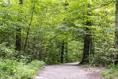Wald, Pfad, Grün, Frühling, Waldweg, Grün, Frühling, Bäume, Weg, Natur, Fahrbahn, Wandern, Landschaft, Idylle, Wiederherstellung, Bewegung, Avenue, Blätter, Laubwald, gehen, Moos, Promenade, Schotterstraße, Farn, Frühlingswald, stadtwald, Stimmung, Wachstum, Baum, draußen, grüne Farbe, Fußweg, szenen, keine Leute, Blatt, Sommer-, Straße, ländliche Szene, Schönheit in der Natur, Nicht-städtische Szene, Pflanze, Land, Richtung, Ruhe, der Weg nach vorn, ruhige Szene, üppiges Laub, Tag, Laub, abnehmende Perspektive, Bambuspflanze, 5K, CC0, gemeinfrei, lizenzfrei