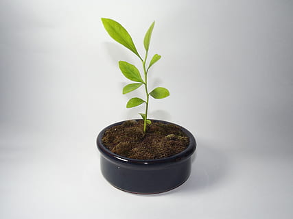 lemon, tiny tree, studio, fresh, natural, plant, leaves, green, leaf, growth, plant part, green color, nature, studio shot, potted plant, no people, indoors, beginnings, white background, beauty in nature, small, botany, close-up, freshness, seedling, houseplant, flower pot, 4K, CC0, public domain, royalty free