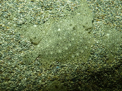 peixe, escondido, oculto, origens, mar, natureza, texturizado, ninguém, de praia, areia, quadro completo, dentro de casa, fechar-se, agua, visão de alto ângulo, dia, terra, embaixo da agua, animal, padronizar, ao ar livre, molhado, temas animais, marinho, 1080P, CC0, domínio público, royalty free
