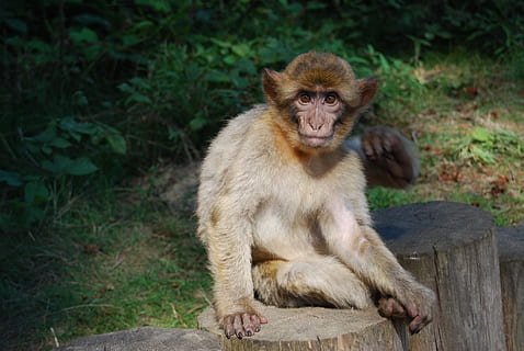 Affe, Berberaffe, Porträt, Affenwald, Säugetier, Tiere in freier Wildbahn, Tierwelt, Primas, ein Tier, Wirbeltier, Sitzung, Fokus auf den Vordergrund, Tag, keine Leute, Natur, Kamera betrachten, suchen, draußen, Holz - Material, 1080P, CC0, gemeinfrei, lizenzfrei