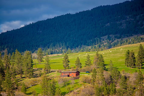 hillside, ranch, tree, plant, scenics - nature, forest, mountain, land, beauty in nature, landscape, green color, environment, non-urban scene, nature, tranquil scene, no people, tranquility, pine tree, growth, pine woodland, idyllic, cloud - sky, woodland, coniferous tree, 5K, CC0, public domain, royalty free