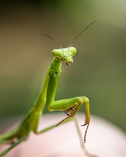 tæt, Foto, grøn, bedende, mantis, selektiv, makrofotografering, insekt, makro, bytte mantis, tæt på, natur, smil, øje, dyre temaer, hvirvelløse, dyr, dyreliv, knælere, et dyr, dyr i naturen, grøn farve, dyr kropsdel, dyr antenne, ingen mennesker, dag, græshoppe, fokus på forgrunden, udendørs, selektiv fokusering, dyr ben, dyr øje, 1080P, CC0, offentligt domæne, royaltyfrie