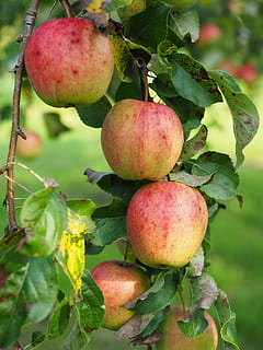 Apfelbaum, Obst, frisch, Apfel, rot, gesund, Vitamine, Obstgarten, Gala, Apfelsorte, Kultur von Apfel, Malus domestica, Früchte, Dessert Obst, Essen und Trinken, Lebensmittel, gesundes Essen, keine Leute, Apfel - Frucht, Frische, Nahansicht, Blatt, Pflanze, Wohlbefinden, Pflanzenteil, Natur, Wachstum, Baum, Fokus auf den Vordergrund, Obstbaum, Tag, draußen, reif, 4K, CC0, gemeinfrei, lizenzfrei