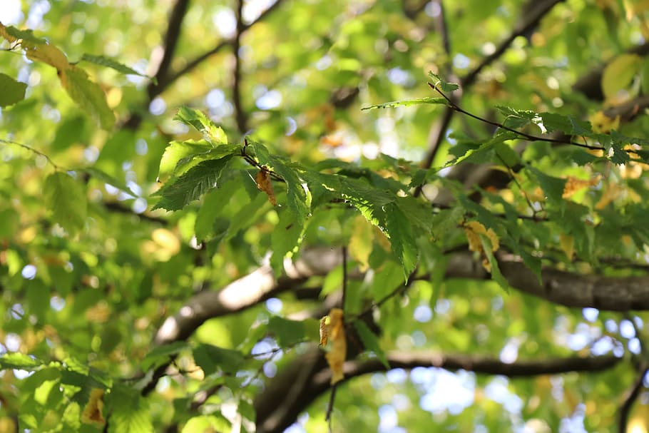 summer, tree, leaves, forest, green, spring, landscape, nature, deciduous tree, branch, sunbeam, plant, leaf, plant part, growth, green color, no people, beauty in nature, selective focus, day, close-up, focus on foreground, food and drink, food, outdoors, freshness, low angle view, tranquility, 5K