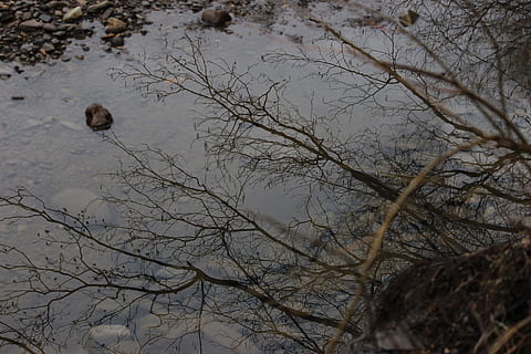 naturalesa, reflexió, estany, arbre, paisatge, bellesa, muntanyes, bosc, arbres, Rússia, tecla ràpida, planta, branca, arbre nu, temes d'animals, cap gent, animals a la natura, animal, fauna animal, vertebrats, tranquil·litat, ocell, dia, a l'aire lliure, grup d’animals, aigua, terra, escenics - natura, cel, 5K, CC0, domini públic, lliure de regalies