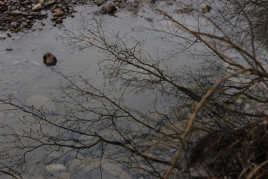 naturalesa, reflexió, estany, arbre, paisatge, bellesa, muntanyes, bosc, arbres, Rússia, tecla ràpida, planta, branca, arbre nu, temes d'animals, cap gent, animals a la natura, animal, fauna animal, vertebrats, tranquil·litat, ocell, dia, a l'aire lliure, grup d’animals, aigua, terra, escenics - natura, cel, 5K
