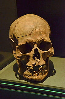 closeup, photo, human, skull, skeleton, head, eye socket, teeth, death, museum, history, human skull, human skeleton, bone, human body part, indoors, human bone, close-up, table, still life, spooky, single object, body part, fear, horror, people, anatomy, 4K, CC0, public domain, royalty free