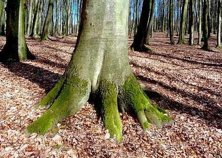albero, faggio, foresta, umore, natura, primavera, ceppo, le foglie, la sedia del re del parco nazionale, Rügen, Isola di Rügen, albero deciduo, ombra, Tee foresta, legna, tribù, muschio, foglia, autunno, all'aperto, stagione, pianta, ramo, tronco d'albero, tronco, terra, crescita, giorno, bellezza nella natura, bosco, la tranquillità, colore verde, nessuno, parte vegetale, campo, luce del sole, abbaiare, bambù - pianta, foresta pluviale, 4K, CC0, dominio pubblico, privo di copyright