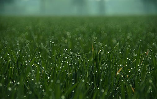 close-up photo, green, grass, drip, meadow, close, drop of water, nature, blade of grass, background, texture, meadow nature, love of nature, atmospheric, landscape, atmosphere, rest, spring, of course, halme, macro, romantic, mood, fine art, field, green color, growth, land, plant, beauty in nature, selective focus, tranquility, rural scene, wet, no people, agriculture, drop, outdoors, close-up, day, crop, freshness, surface level, dew, 4K, CC0, public domain, royalty free