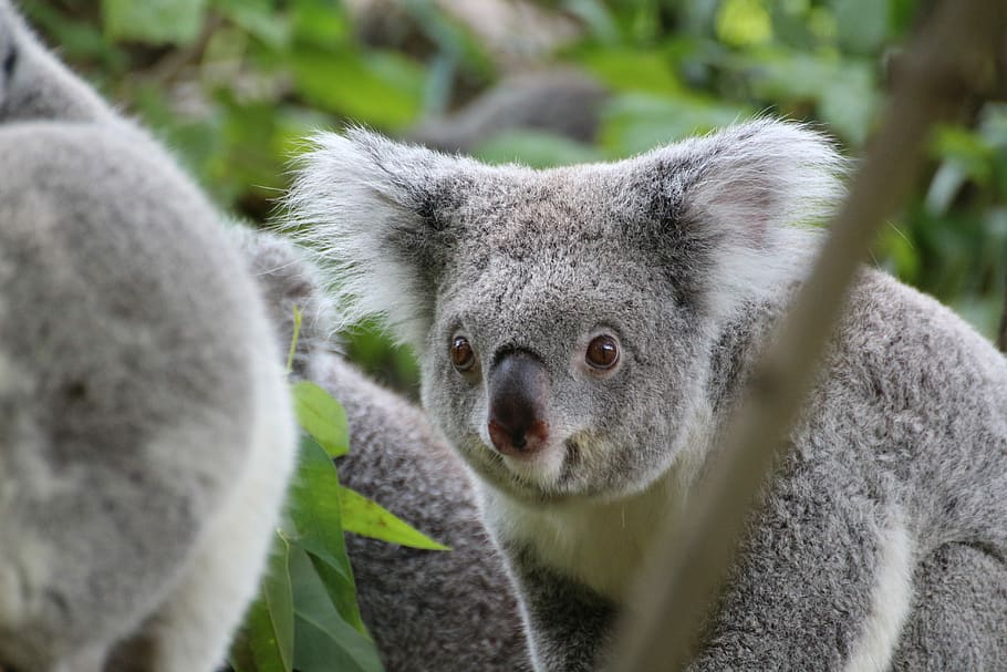 koala, bonic, arbre, zoo, animal, ós koala, purry, un animal, fauna animal, animals a la natura, temes d'animals, mamífer, a l'aire lliure, primer pla, cap gent, naturalesa, retrat, vertebrats, dia, planta, mirant la càmera, centrar-se en primer pla, full, part del cos dels animals, cap d’animals, 5K