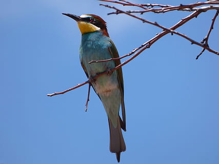 Bienenesser, Abellerol, Merops Apiaster, Ast, Himmel, Vogel, Vögel, wildes Leben, animalia, Natur, ein Tier, Tierthemen, Tierwelt, Wirbeltier, Tiere in freier Wildbahn, Tier, hocken, Blau, keine Leute, Tag, Flachwinkelansicht, Baum, klarer Himmel, Zweig, in voller Länge, Pflanze, 4K, CC0, gemeinfrei, lizenzfrei