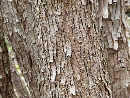 escorça d'arbre, sec, escates, arbre, escorça, naturalesa, material de fusta, tronc de l'arbre, bosc, fons, marró, patró, textura, primer pla, material, fusta, aspre, tronc, planta, marc complet, escorça de la planta, dia, cap gent, a l'aire lliure, insecte, creixement, centrar-se en primer pla, patró natural, efecte texturat, 4K, CC0, domini públic, lliure de regalies