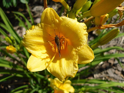 ngengat, serangga, bug, bunga, kuning, bunga-bunga, tanaman berbunga, menanam, invertebrata, kerapuhan, kerentanan, keindahan di alam, daun bunga, binatang di alam liar, satu binatang, kesegaran, tema binatang, kepala bunga, hewan, satwa liar hewan, pertumbuhan, merapatkan, hal berkembang, tidak ada orang, serbuk sari, penyerbukan, di luar rumah, 1080P, CC0, domain publik, bebas royalti
