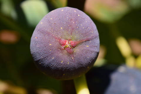 pav, mėlyna fig, figmedis, vaisiai, tikras bailys, maisto, figų vaisiai, valgyti, subrendęs, skanus, saldus, Uždaryti, šviežumas, Iš arti, augalų, sutelkti dėmesį į naujas žinias, gėlė, augimą, grožis gamtoje, pobūdį, žydintys augalai, Maistas ir gėrimai, nėra žmonių, sveika mityba, dieną, lauke, gerovę, Žemdirbystė, botanika, trapumas, violetinė, sodininkystė, 5K, CC0, Viešasis domenas, nemokamai