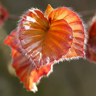 nature, close, leaf, tree, beech, leaves, close-up, beauty in nature, plant, freshness, plant part, growth, no people, focus on foreground, fragility, vulnerability, selective focus, flower, natural pattern, day, orange color, outdoors, flowering plant, autumn, natural condition, 1080P, CC0, public domain, royalty free