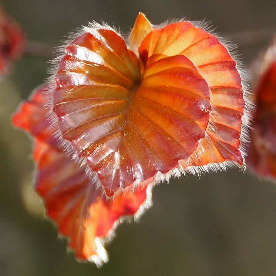 natuur, dichtbij, blad, boom, beuken, bladeren, detailopname, schoonheid in de natuur, fabriek, versheid, deel van de plant, groei, geen mensen, focus op de voorgrond, breekbaarheid, kwetsbaarheid, selectieve aandacht, bloem, natuurlijk patroon, dag, Oranje kleur, buitenshuis, bloeiende plant, herfst, natuurlijke toestand, 1080P