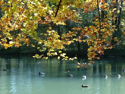 Teich, Enten, Baum, entspannt, Vogel, Tier, Tiere in freier Wildbahn, Tierwelt, Tierthemen, Wasser, Wirbeltier, See, Gruppe von Tieren, Pflanze, Natur, Schönheit in der Natur, Schwimmen, Ufergegend, Tag, keine Leute, Geflügel, Ente, draußen, Veränderung, auf dem Wasser schwimmen, 4K, CC0, gemeinfrei, lizenzfrei