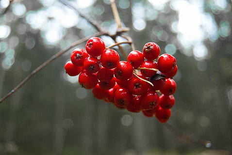 berries, red, forest, macro, rowanberries, fruit, food, food and drink, healthy eating, freshness, berry fruit, plant, tree, focus on foreground, close-up, nature, growth, day, no people, branch, wellbeing, outdoors, water, rowanberry, ripe, red currant, natural condition, 4K, CC0, public domain, royalty free