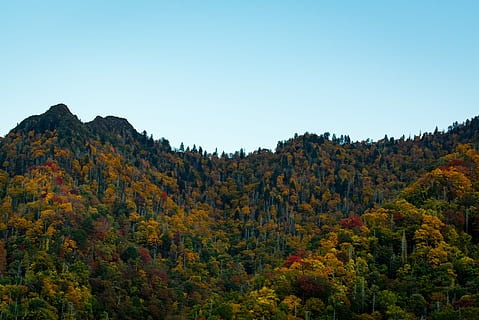 fjellene, blå, himmel, grønn, brun, leafed, trær, skog, skyline, fjell, tre, falle, høst, anlegg, naturskjønnhet - natur, skjønnhet i naturen, natur, ro, ikke-urbane scene, ingen folk, land, miljø, landskap, rolig scene, endring, reisemål, klar himmel, dag, utendørs, høstsamling, halvtørre, 5K, CC0, offentlig domene, opphavsrett gratis