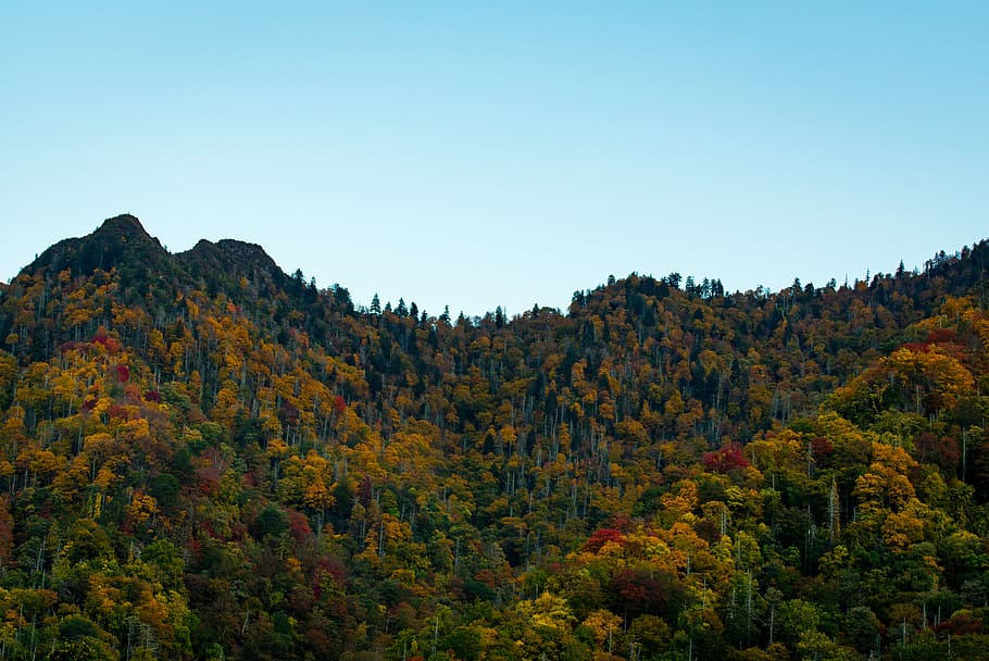 fjellene, blå, himmel, grønn, brun, leafed, trær, skog, skyline, fjell, tre, falle, høst, anlegg, naturskjønnhet - natur, skjønnhet i naturen, natur, ro, ikke-urbane scene, ingen folk, land, miljø, landskap, rolig scene, endring, reisemål, klar himmel, dag, utendørs, høstsamling, halvtørre, 5K