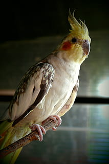 Papagei, Gefangenschaft, farbig, Aussicht, Vogel, Tier, Natur, Feder, Schnabel, Tierwelt, ein Tier, Wirbeltier, menschliche Hand, Hand, Fokus auf den Vordergrund, Nahansicht, menschliches Körperteil, drinnen, Haustiere, inländisch, eine Person, hocken, Tag, echte Menschen, Finger, 5K, CC0, gemeinfrei, lizenzfrei