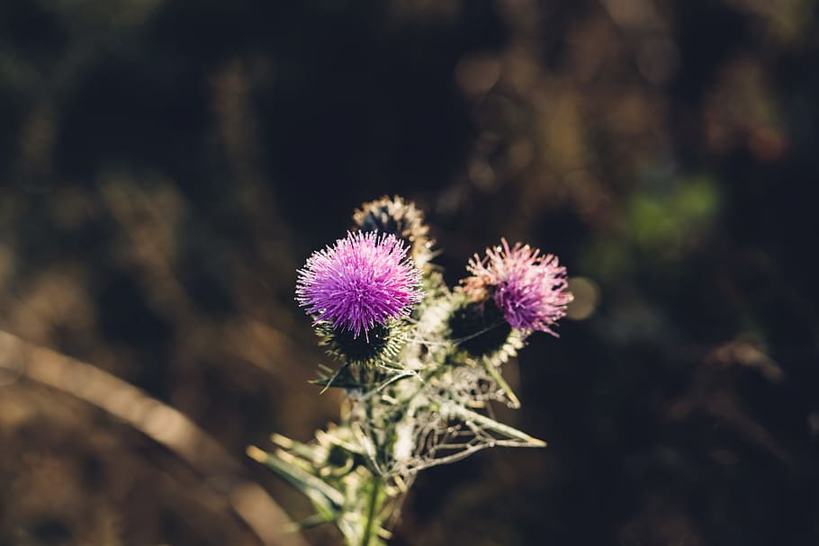 naturalesa, fons, barb, florir, florint, flor, botànic, botànica, brot, bardana, cirsium, primer pla, color, rosada, tirar, planta amb flors, planta, frescor, card, bellesa a la natura, porpra, fragilitat, creixement, centrar-se en primer pla, vulnerabilitat, cap gent, cap de flor, menjar, inflorescència, sense cultiu, menjar i beguda, dia, a l'aire lliure, 4K