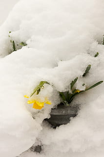 påskelilje, sne, påske, vores, vinter, natur, koldtemperatur, is, hvid, Frosset, kold temperatur, hvid farve, ingen mennesker, høj vinkel visning, dækker, mad, dag, skønhed i naturen, tæt på, friskhed, mad og drikke, udendørs, sæbe sud, grøn farve, 2K, CC0, offentligt domæne, royaltyfrie