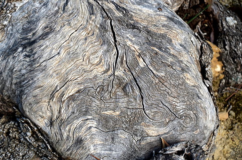 écorce, structure, arbre, bûche, la nature, écorce d'arbre, tribu, grain, cernes annuels, journée, fermer, personne, texturé, animal, la faune des animaux, thèmes animaux, animaux à l'état sauvage, en plein air, se concentrer sur le premier plan, mammifère, tronc, un animal, tronc d'arbre, plante, terre, motif naturel, rugueux, herbivore, 4K, CC0, domaine public, libre de droits
