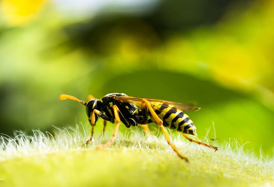 Vespa, insecte, macro, veritable vespa, animal, fauna, estiu, groc, verd, temes d'animals, invertebrat, fauna animal, animals a la natura, un animal, planta, primer pla, color verd, naturalesa, bellesa a la natura, enfocament selectiu, herba, dia, cap gent, creixement, a l'aire lliure, ratlles, polinització, 4K
