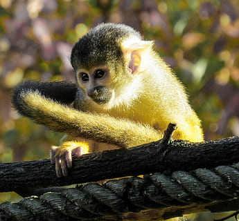 abe, Capuchin, tæt, nuttet, ung, ungt dyr, abe baby, nysgerrig, et dyr, dyreliv, dyr i naturen, træ, dyre temaer, ingen mennesker, hvirveldyr, pattedyr, fokus på forgrunden, natur, afdeling, primat, dag, tæt på, udendørs, træ - materiale, plante, portræt, 1080P, CC0, offentligt domæne, royaltyfrie