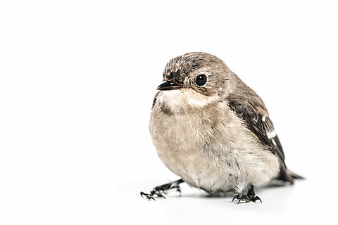 fotografia, grigio, Marrone, uccello, bianca, sfondo, uccello marrone, animale, natura, un animale, sfondo bianco, girato in studio, immagine a colori, fauna selvatica, becco, nessuno, piccolo, avvicinamento, ritagliare, animali allo stato selvatico, ritratto, temi animali, vertebrato, copia spazio, passero, appollaiati, all'aperto, lunghezza intera, concentrarsi sulle conoscenze acquisite, guardando lontano, 5K, CC0, dominio pubblico, privo di copyright