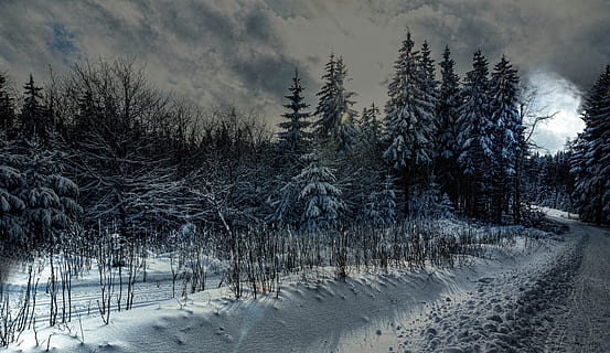 zăpadă, acoperit, copaci fotografie, timpul zilei, fotografie, pini, iarnă, thuringia germany, gheaţă, rece, îngheţ, soare, lumina din spate, temperatura rece, copac, natură, nici o persoana, plantă, conifer, Brad, scenice - natura, pădure, teren, o scenă liniștită, mediu inconjurator, pini de pădure, îngheţat, culoare alba, frumusețe în natură, liniște, peisaj, copac vesnic verde, în aer liber, ninsorile, un munte acoperit de zăpadă, 5K, CC0, domeniu public, fără drepturi de autor