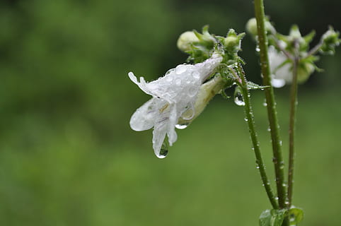 forår, regn, dug dråber, blomst, genfødsel, dråbe, vand, vækst, plante, skønhed i naturen, natur, våd, fokus på forgrunden, tæt på, ingen mennesker, is, kold temperatur, grøn farve, skrøbelighed, sårbarhed, hvid farve, dag, friskhed, udendørs, regndråbe, blomsterhoved, dug, renhed, 4K, CC0, offentligt domæne, royaltyfrie