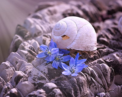 shell, closca de cargol buida, buit, espatllat, casa de cargol, pedra, naturalesa, sortir, flors, tancar, flor, planta amb flors, frescor, primer pla, planta, bellesa a la natura, fragilitat, porpra, creixement, vulnerabilitat, centrar-se en primer pla, cap gent, pètal, dia, inflorescència, cap de flor, enfocament selectiu, vista d’angle alt, menjar, safrà, 1080P, CC0, domini públic, lliure de regalies
