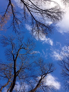 cielo blu, blu, alberi, nuvole, cielo, blu, alberi, rami, primavera, natura, pienezza, albero, albero nudo, Inquadratura dal basso, ramo, pianta, nuvola - cielo, bellezza nella natura, la tranquillità, nessuno, giorno, scena tranquilla, scenics - natura, all'aperto, silhouette, crescita, idilliaco, scena non urbana, baldacchino di albero, 2K, CC0, dominio pubblico, privo di copyright