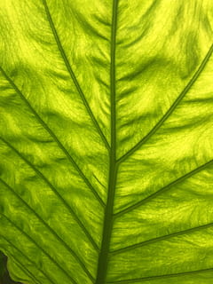 lumière, feuille, vert, couleur verte, la nature, fermer, plante, arrière-plans, partie de la plante, modèle, plein cadre, texturé, veine de la feuille, personne, croissance, beauté dans la nature, vulnérabilité, abstrait, fragilité, fraîcheur, motif naturel, macro, en plein air, milieux abstraits, douceur, mise au point douce, feuilles, effet texturé, feuille de palmier, 2K, CC0, domaine public, libre de droits