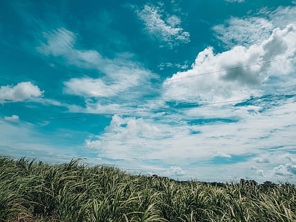 Fotografie, Grün, blätterte, Gras, Skifahrer, linear, Blattpflanzen, Himmel, Wolke, Kabel, Draht, wolke - himmel, Schönheit in der Natur, Pflanze, Ruhe, Tag, ruhige Szene, Szenen - Natur, Natur, keine Leute, Wachstum, Land, Blau, Nicht-städtische Szene, Landschaft, draußen, idyllisch, Feld, Umgebung, 4K, CC0, gemeinfrei, lizenzfrei