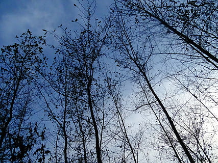 himmel, træ, skyet dag, plante, lav vinkel visning, afdeling, skønhed i naturen, bare træ, ingen mennesker, natur, ro, vækst, udendørs, scenics - natur, silhuet, dag, rolig scene, ikke-urbane scene, vinter, blå, jord, træ baldakin, direkte under, 5K, CC0, offentligt domæne, royaltyfrie